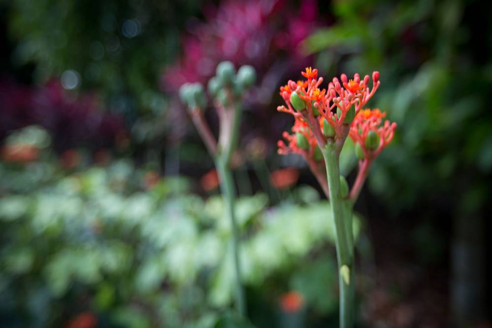 Healing Garden IN SINGAPORE BOTANIC GARDENS